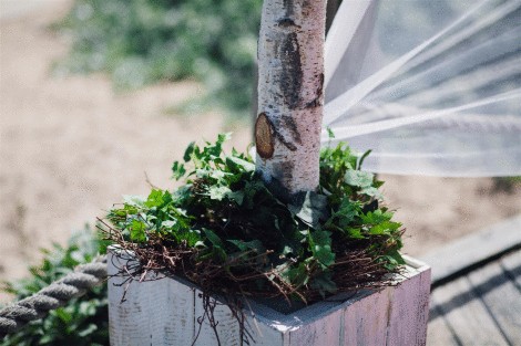 Birch Arbour With Flowers