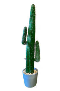 Mexican Cactus - 150cm