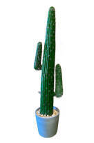 Mexican Cactus - 150cm