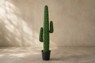 Mexican Cactus (L) - 150cm