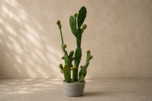 Pear Cactus (M) - 80cm