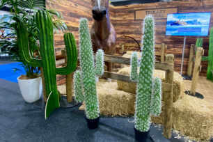 Arizona Cactus (L) - 150cm