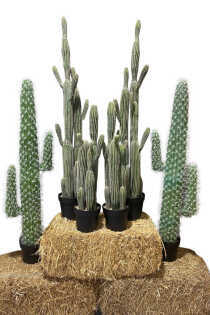 Cactus Party Package