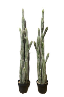 Cactus Party Package