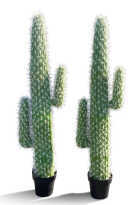 Cactus Party Package