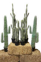 Cactus Party Package