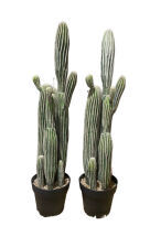 Cactus Party Package