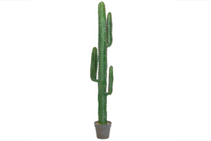 Desert Cactus (L) 156cm
