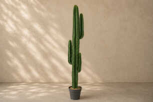 Desert Cactus (L) 156cm