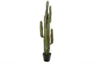 Desert Cactus (M) 115cm