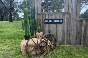 Desert Cactus (S) 66cm