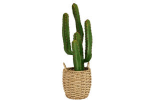 Desert Cactus (S) 66cm
