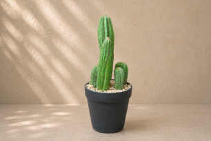 Mini Cactus - Assorted
