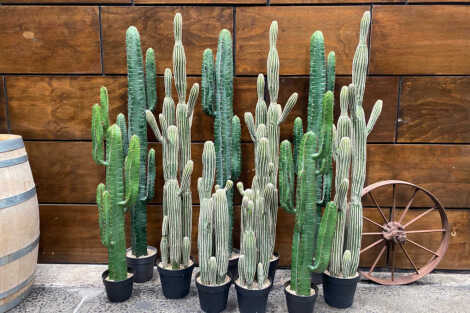 Cactus Package - Large (12x cacti)