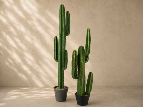 Cactus Package - Large (12x cacti)