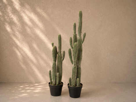 Cactus Package - Large (12x cacti)