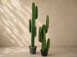Cactus Package - Large (12x cacti)