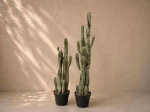 Cactus Package - Large (12x cacti)