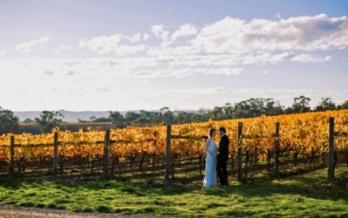Photo shows a bride and groom in the vines at Vines of the Yarra Valley wedding venue during Autumn