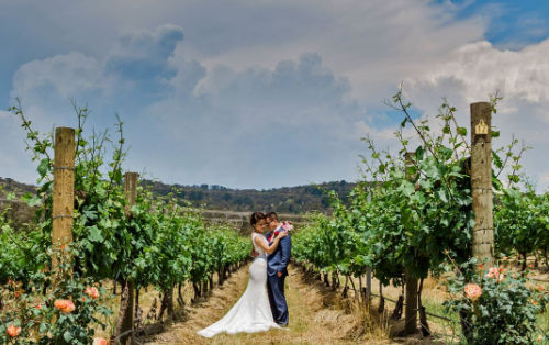 Photo shows a wedding couple posing in the lush vinyards of Vines of the Yarra Valley
